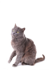 Beautiful grey cat isolated on a white background