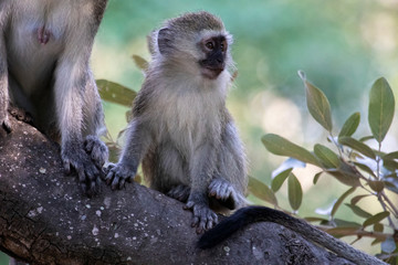 Vervet Monkey baby