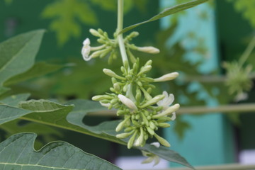 papaya flowers