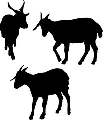 group of three goats on white illustration