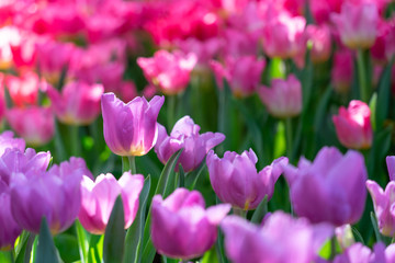 Fototapeta premium Bouquet of tulips (Tulipa spp. L.) with light through the window. Give a warm feeling to the garden. Gardening ideas in the home Flower