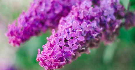 Lilac, Mother's Day, Valentine's Day, International Women's Day