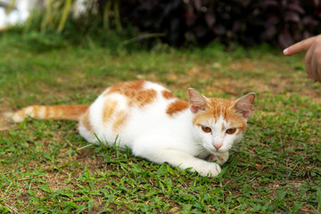 Beautiful cat on green grass - Image