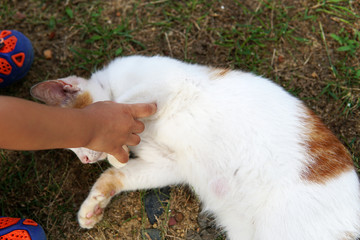 A little cute boy playing with cat on green grass - Image