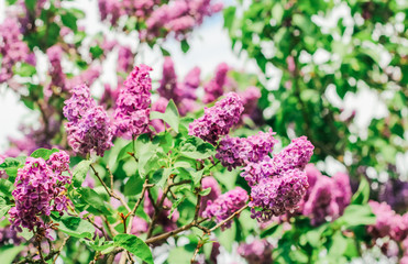 Bunch of beautiful lilac flowers, closeup.Valentine's Day, Mother's Day, International Women's Day