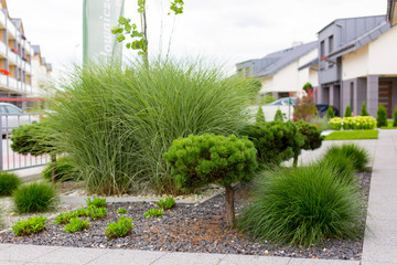 Alley in the park, trees, bushes, lawn