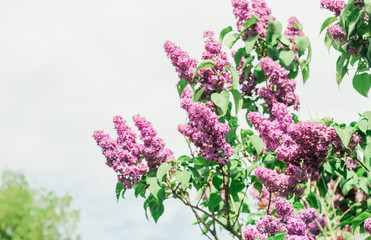 Bunch of beautiful lilac flowers, closeup.Valentine's Day, Mother's Day, International Women's Day