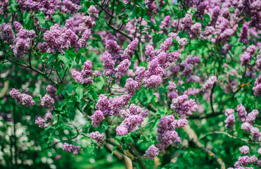 Obraz premium Bunch of beautiful lilac flowers, closeup.Valentine's Day, Mother's Day, International Women's Day