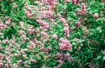 Obraz premium Bunch of beautiful lilac flowers, closeup.Valentine's Day, Mother's Day, International Women's Day