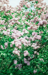 Bunch of beautiful lilac flowers, closeup.Valentine's Day, Mother's Day, International Women's Day