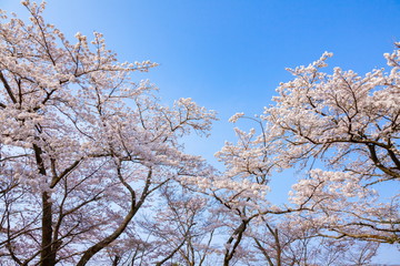 Fototapeta premium 満開の桜