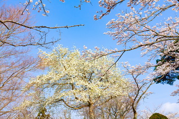 コブシの花