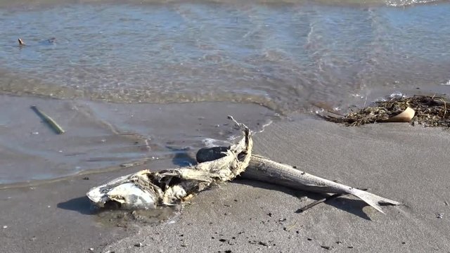 The impact of plastic pollution in our oceans and water systems can be seen by this still shot of a dead fish on the beach.