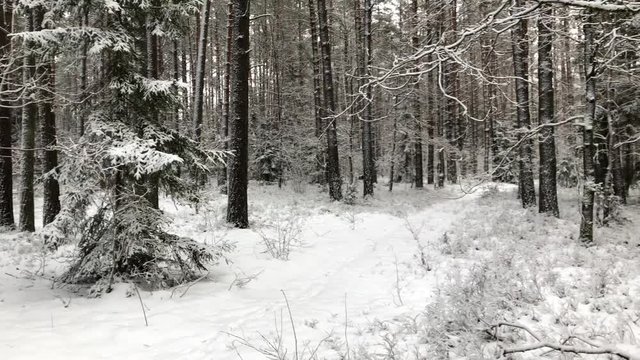 Winter Forest Panorama Covered With Snow