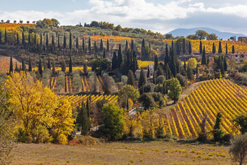 Picturesque Tuscany autumn landscape with yellow vineyards and cypresses on the hills, Italy