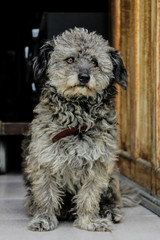 Dog Peludo Mesclado e Cinza