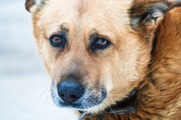 portrait of a sad dog