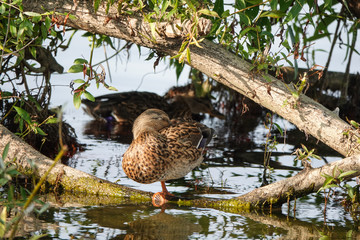 sleeping duck on a branch