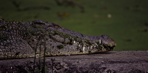 crocodile in the zoo
