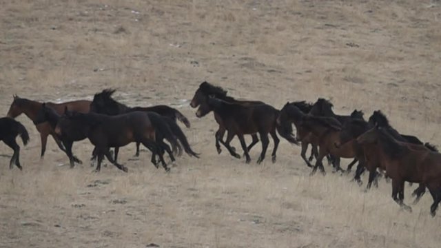 A herd of wild horses (remuda) galloping across the winter prairie. Horses of wild color and uncut manes and tails. Buckskin horses shapely form. Super slow motion 1000 fps
