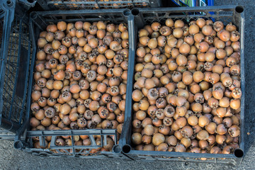 Freshly picked up medlar fruit species mespilus germanica in box