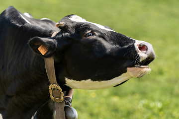 Portrait of a Black and White Cow with Cowbell