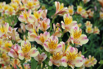 Pink and yellow Peruvian lily flowers