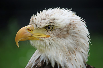 Head and shoulders of a sub-adult American bald eagle