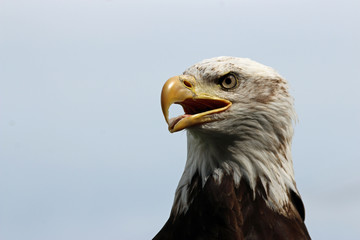 Head and shoulders of a sub-adult American bald eagle