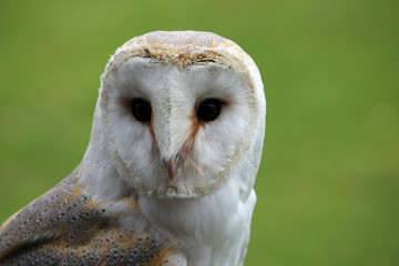 Head and shoulders of a barn owl