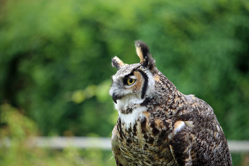 Great horned owl