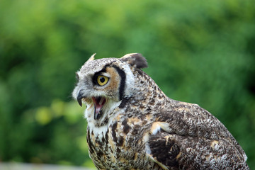 Great horned owl with open beak