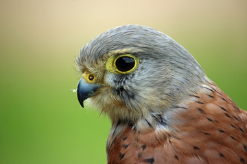 Head and shoulders of a kestrel