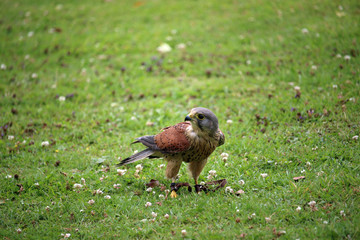 Kestrel on the ground with falconry jesses