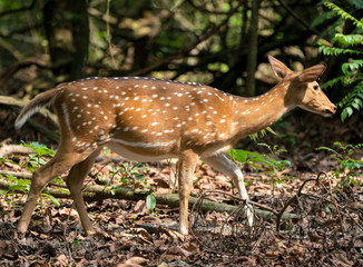 spotted or sika deer in the jungle