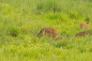 Sika or spotted deers herd in the elephant grass