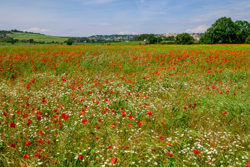 Champ des fleurs sauvages: coquelicots, marguerites. Village d'Eguilles en arrière plan. Provence, France.	