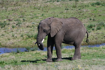 Naklejka na ściany i meble Ein kleiner Elefant spielt mit seinem Rüssel in Südafrika