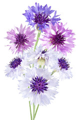 isolated image of beautiful flowers close up