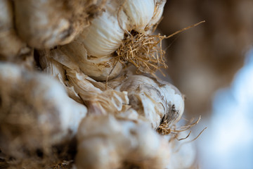 dry garlic tile on the wall macro closeup
