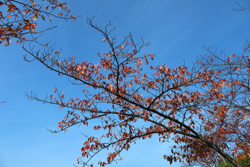尾道の紅葉
