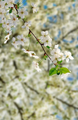 image of a flowering tree in spring park close-up
