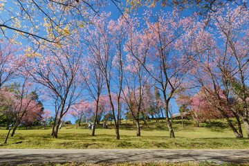 Obraz premium Cherry blossom tree in garden under blue sky