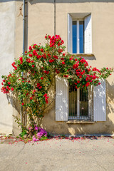 Fototapeta na wymiar Façade de maison en Provence, France. Le rosier rouge en fleurs. Photo verticale.
