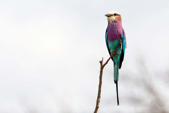 Lilac breasted Roller