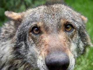 A wolf (Canis lupus) in a meadow with grass in the mountains near the town of Riópar, Spain