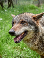 Fototapeta premium A wolf (Canis lupus) in a meadow with grass in the mountains near the town of Riópar, Spain