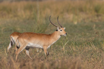 Red Lechwe in Botswana Africa