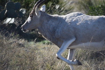 close up of an Addax running side view