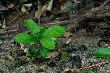 Young spike flowers on the soil on leaves with drop of rain.